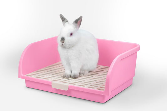 Litter Box Training Tips