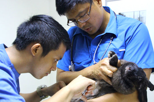 Rabbit Vets and Hospitals