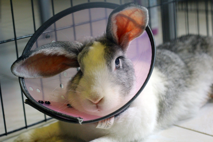 Rabbit Health & Illnesses