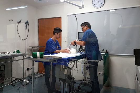 Health: Barley's Neutering