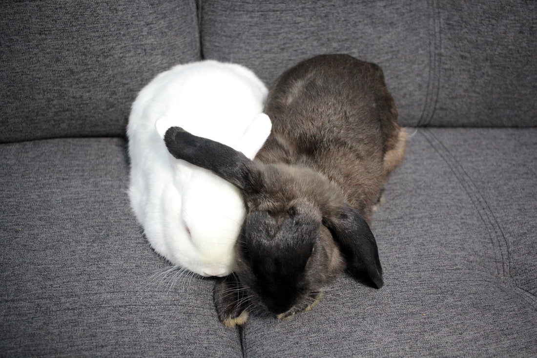 Bunny Bonding