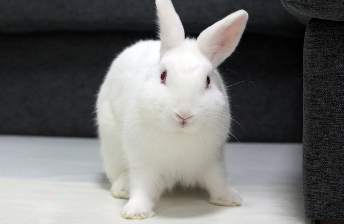 Rabbit Language