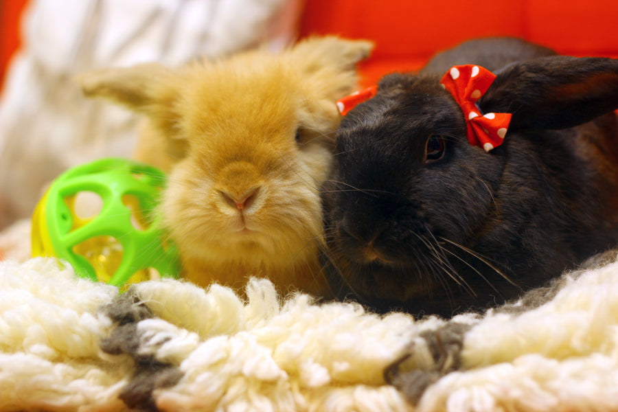 Health: Spaying and Neutering