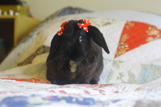 Health: Grooming & Brushing